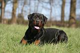 ROTTWEILER 569